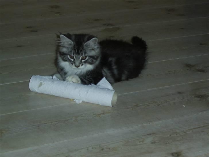 Maine Coon Mickey billede 6