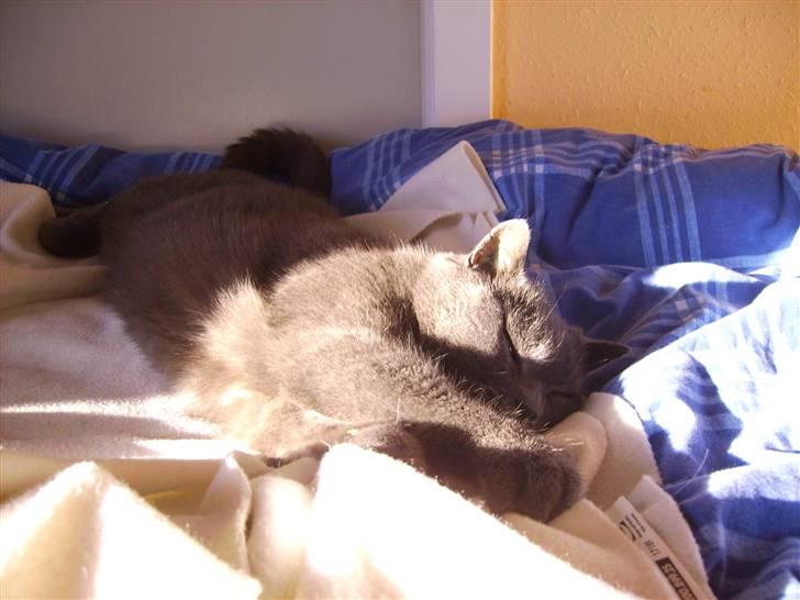 Chartreux Filur R.I.P. - Aaah min sol kom igen billede 7