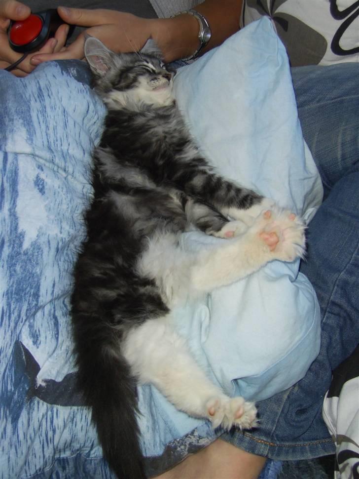 Maine Coon Mickey billede 7