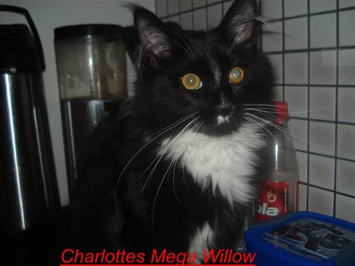 Maine Coon R.I. P min lille dreng,  Mega Good-Will " Willow" - min Dejlige Tiger misser... billede 18