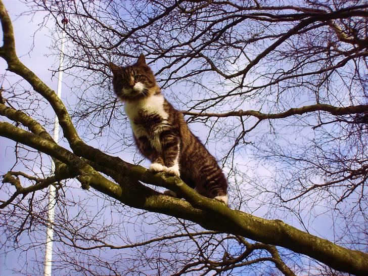 Blanding af racer Kis billede 10