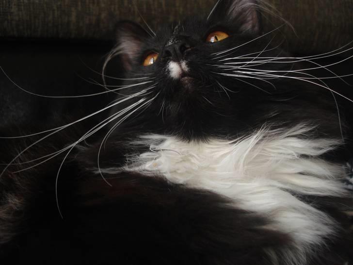 Maine Coon R.I. P min lille dreng,  Mega Good-Will " Willow" - willow er nu 7mdr...og lige så stor som min Attika... billede 19