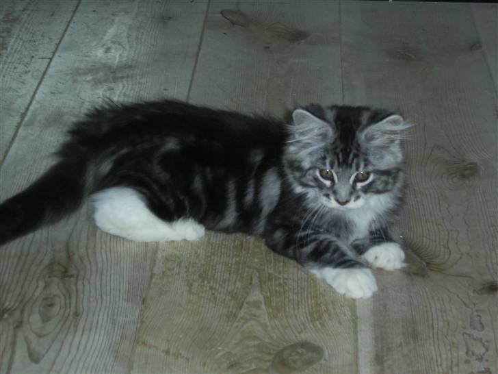 Maine Coon Mickey billede 8