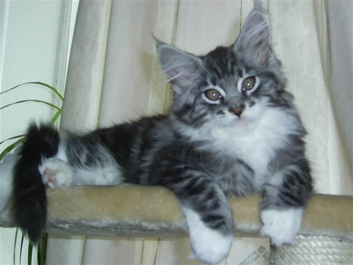 Maine Coon Mickey billede 9