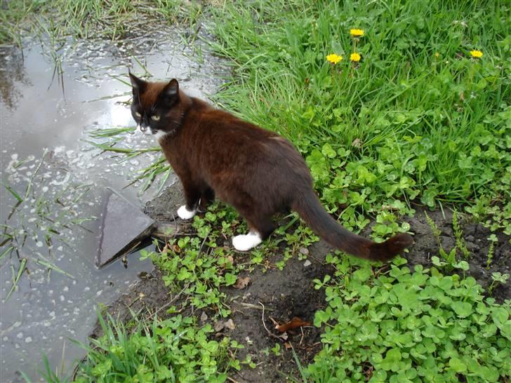 Blanding af racer Kaj billede 8