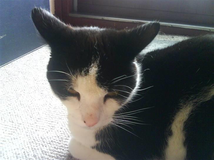 Huskat Pjuske billede 1