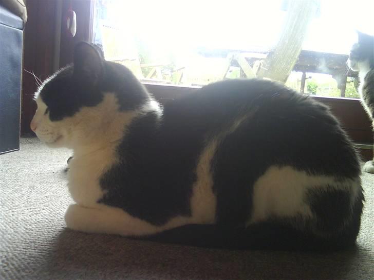 Huskat Pjuske billede 2