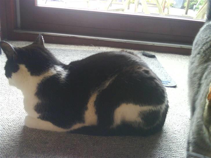 Huskat Pjuske billede 3