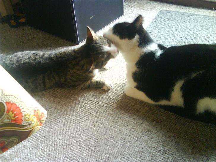 Huskat Pjuske - Pjuske og Samson billede 4