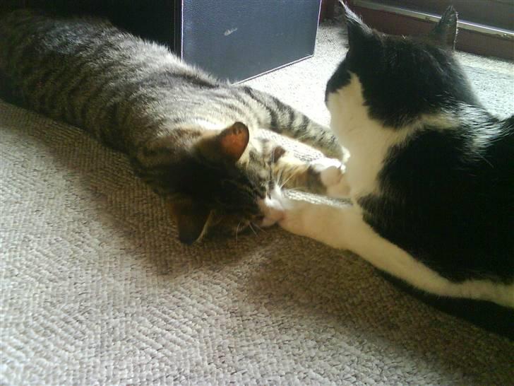 Huskat Pjuske - Pjuske og Samson billede 5