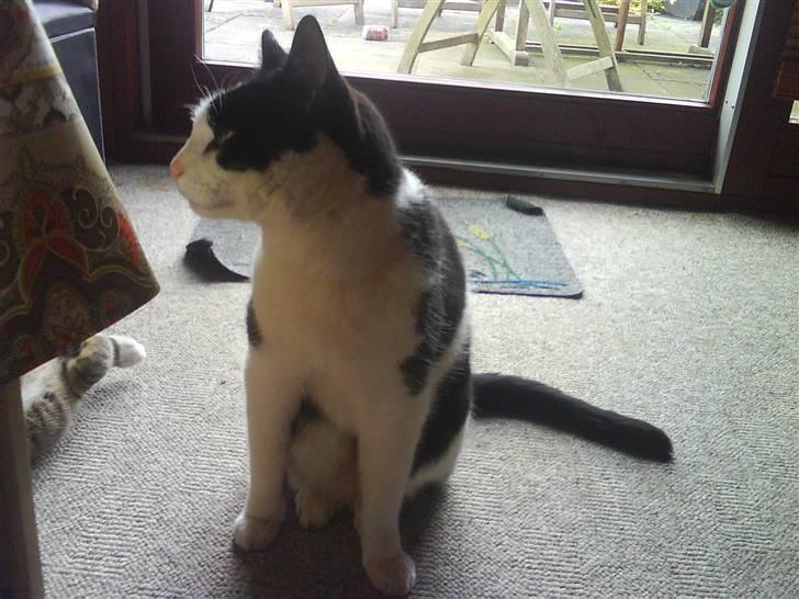 Huskat Pjuske billede 6