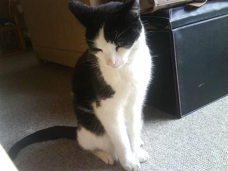 Huskat Pjuske billede 7