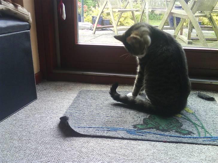 Huskat Samson - Man skal da være lækker, når man snart skal ud og kigge på "damer" :p billede 6