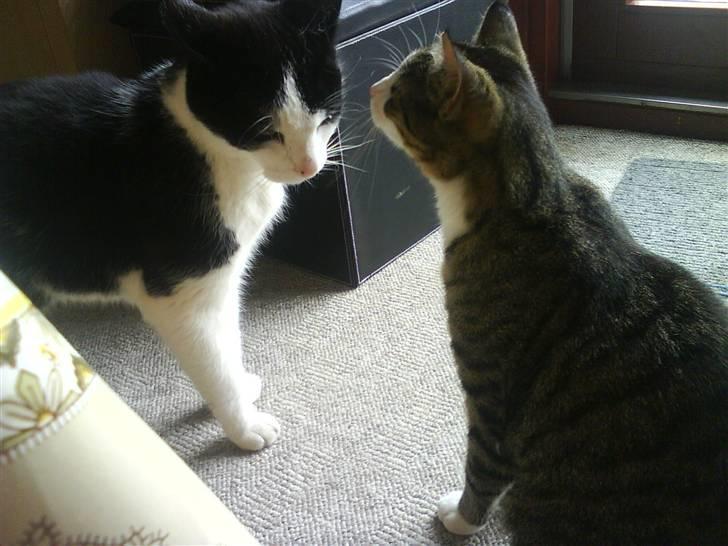 Huskat Samson billede 7