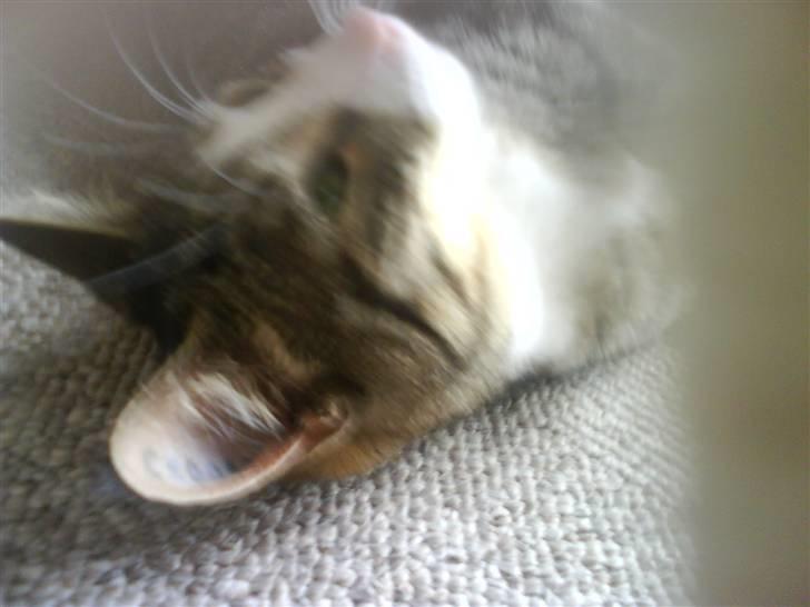 Huskat Samson billede 8