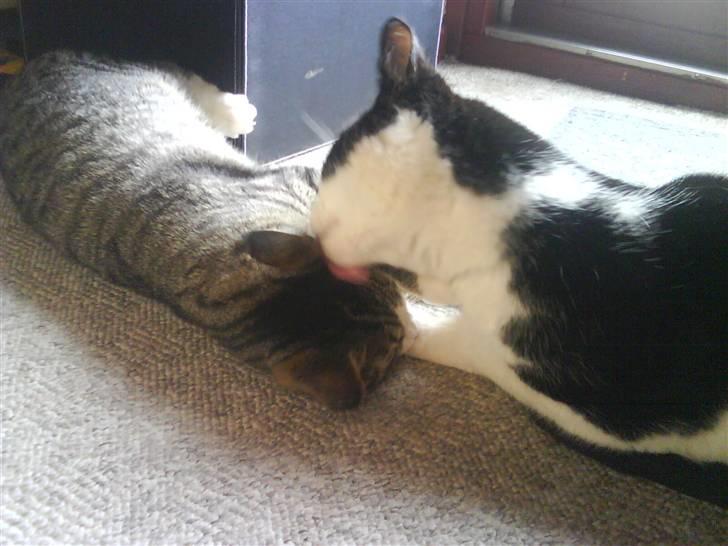 Huskat Samson - Samson og hans bedste ven Pjuske <3 billede 9