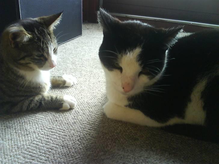 Huskat Samson billede 10