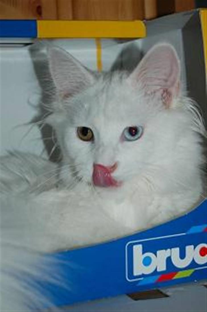 Maine Coon Krammedyret Nellie - 5 mdr gammel billede 1