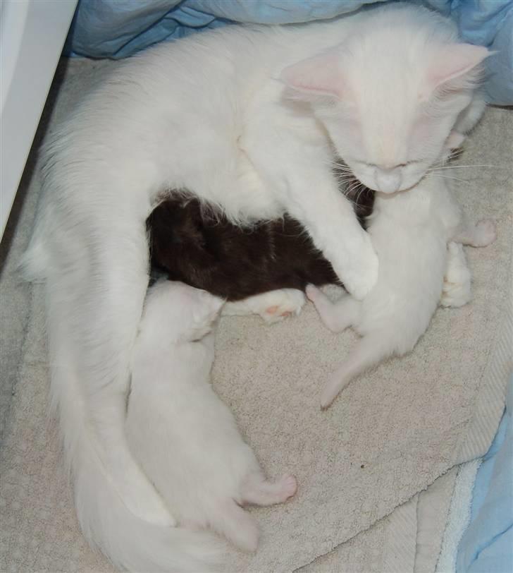 Maine Coon Krammedyret Nellie - Nellie´s mor sammen med Nellie og hendes 2 søskende (8 dage gamle)  billede 2