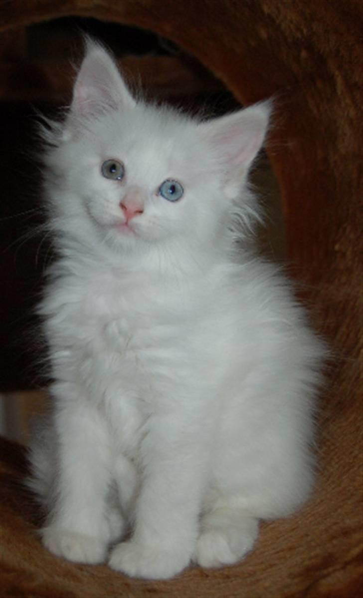 Maine Coon Krammedyret Nellie - Nellie 8 uger billede 3