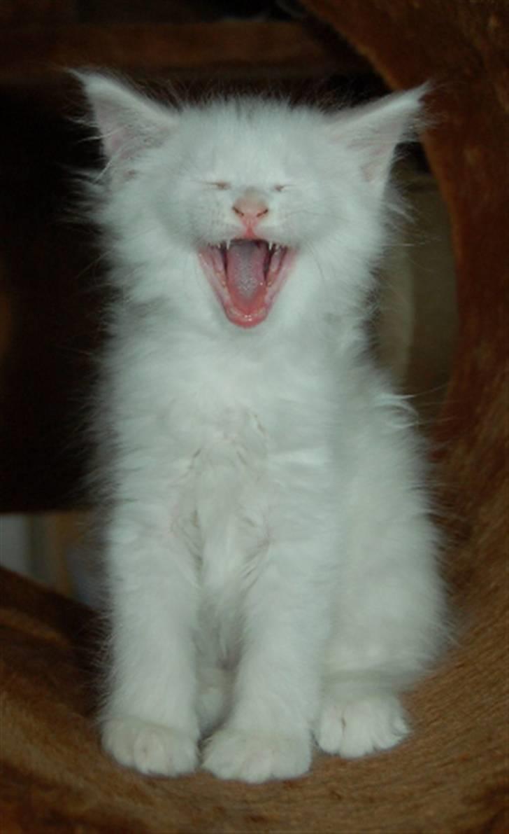 Maine Coon Krammedyret Nellie - Nellie 8 uger billede 4