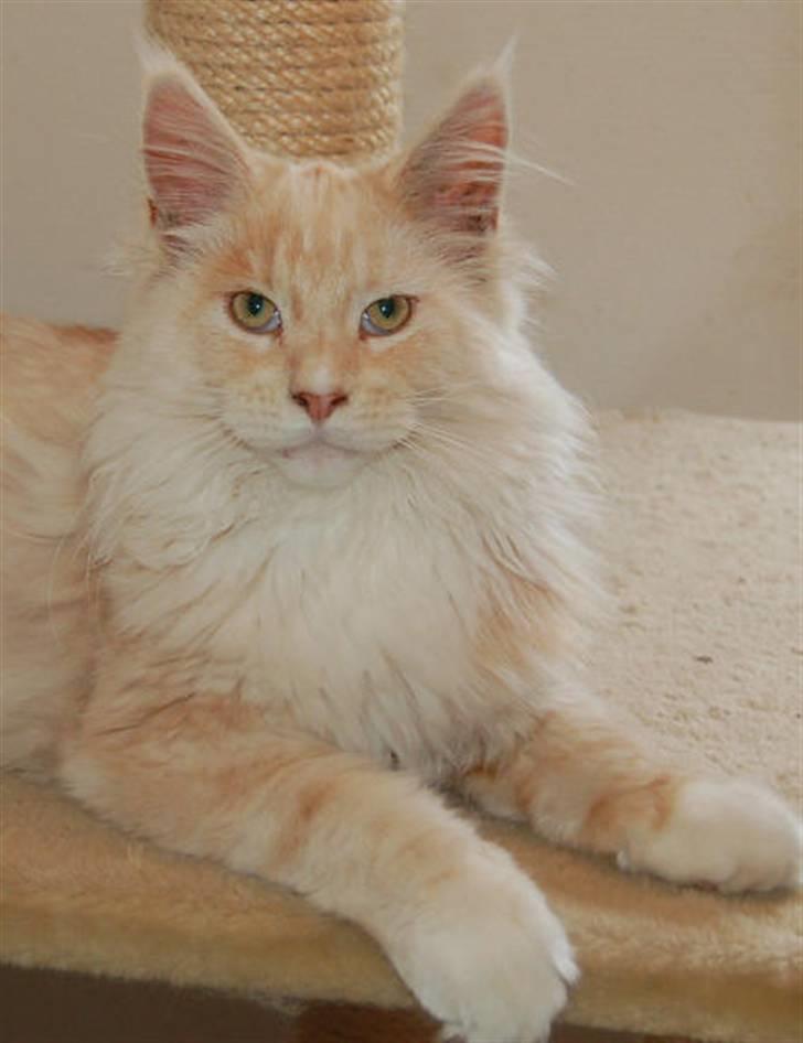 Maine Coon Krammedyret Nellie - Nellie´s far : Krammedyret Secret Fantasy Air Force (kaldt Bimmer) billede 5