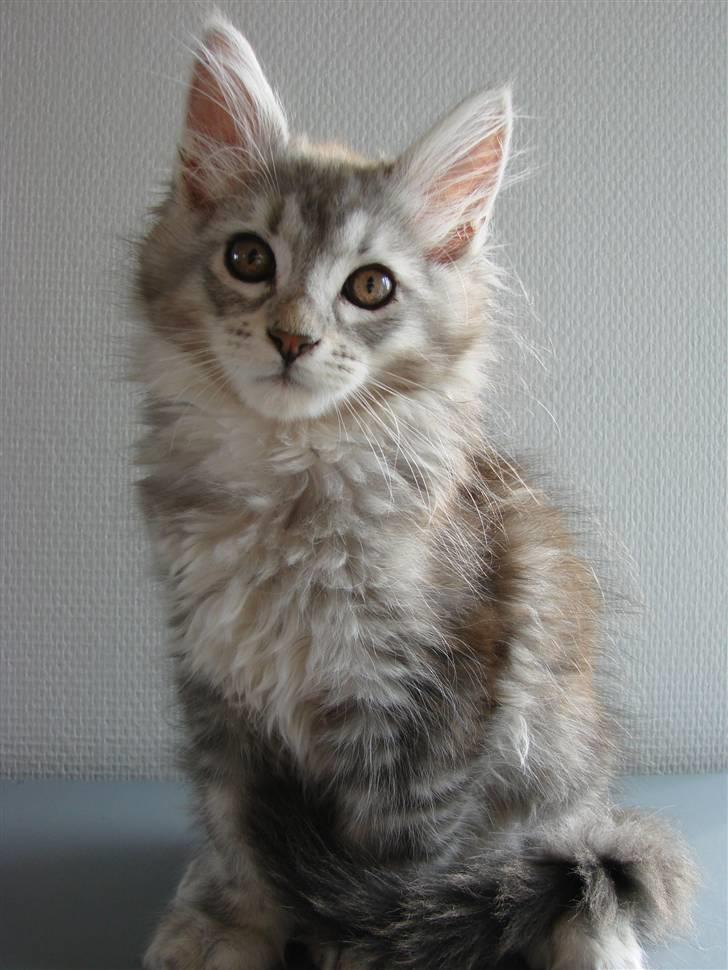 Maine Coon DK Dalibro´s Cocoa Beach - 11 uger billede 16