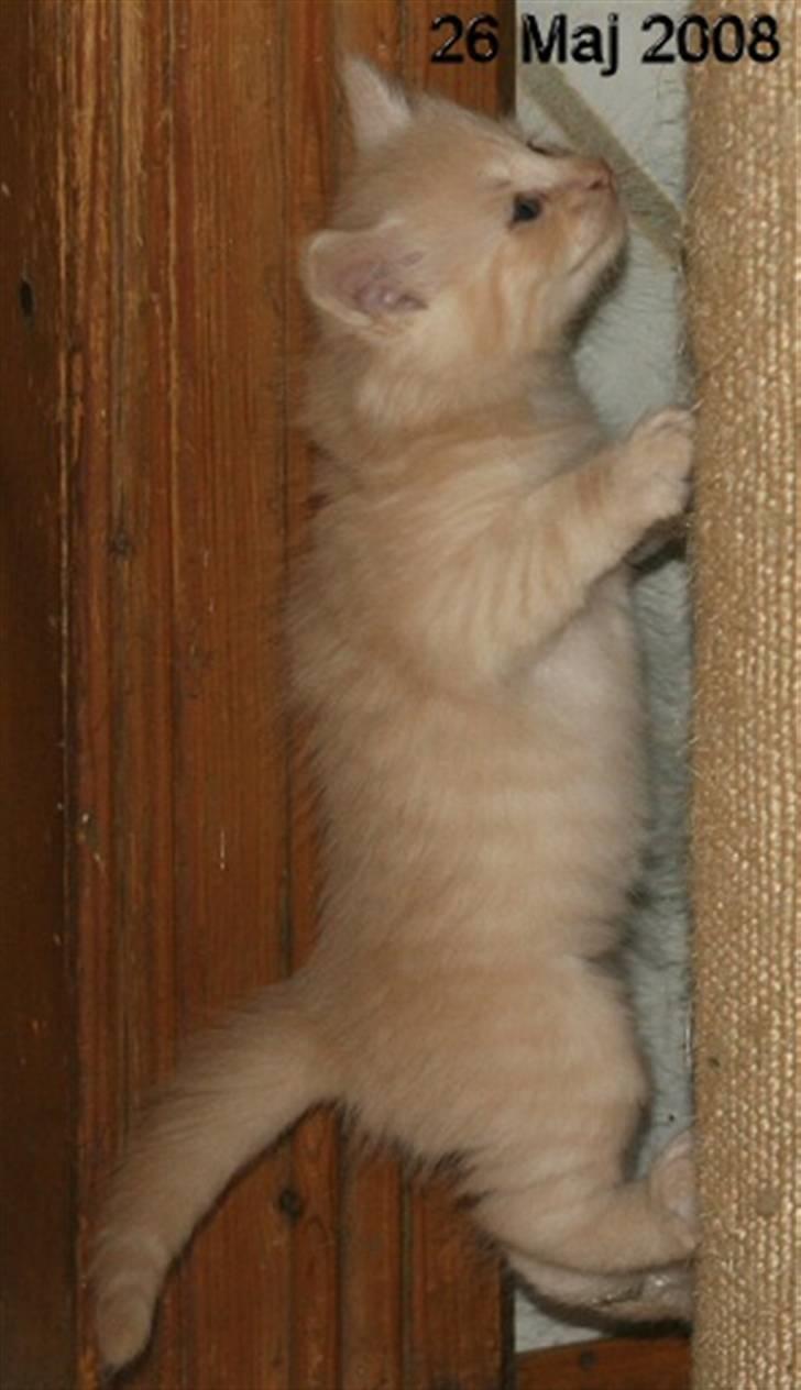 Norsk Skovkat Thomas O'Malley *R.I.P - 26 Maj O´malley på klatretur billede 6