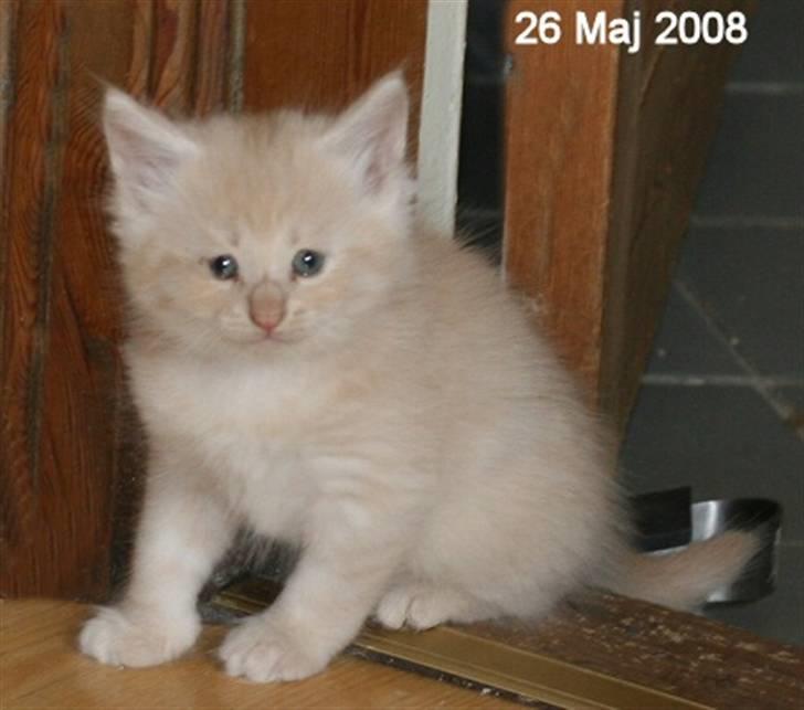 Norsk Skovkat Thomas O'Malley *R.I.P - 26 Maj billede 7