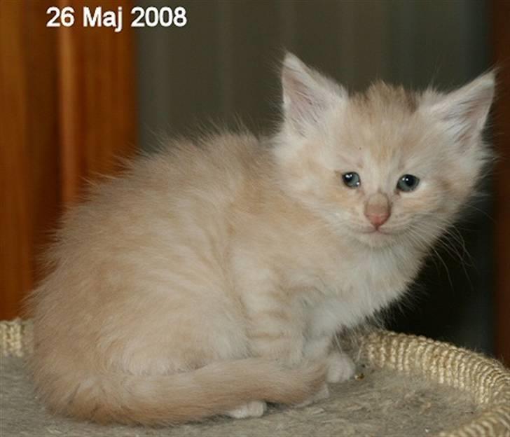 Norsk Skovkat Thomas O'Malley *R.I.P - 26 Maj billede 8