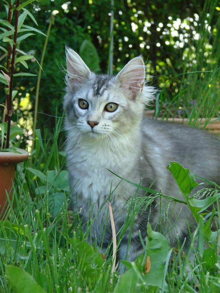 Maine Coon DK Dalibro´s Cocoa Beach billede 17