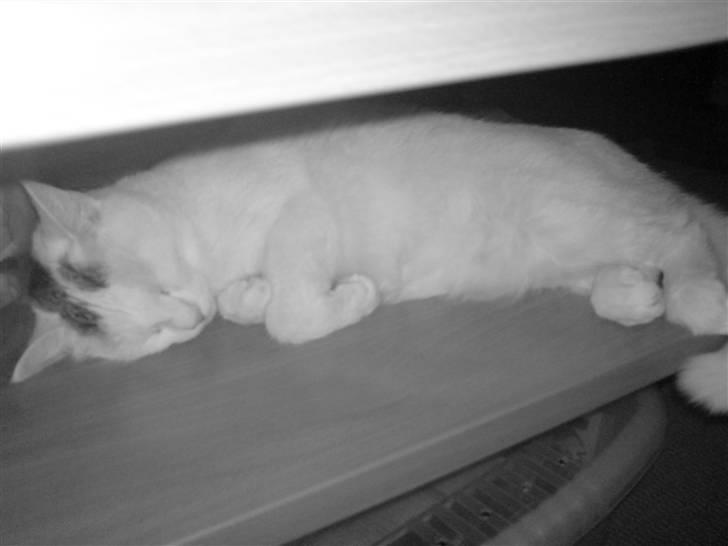 Blanding af racer Minnie billede 13