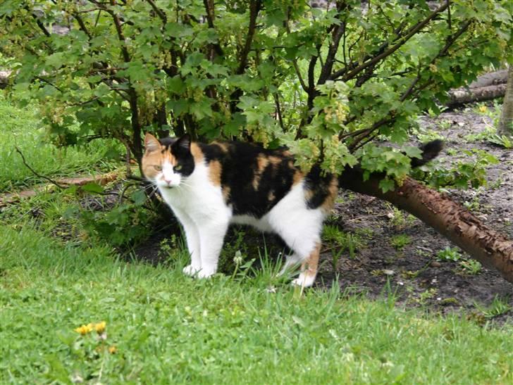 Huskat Angela billede 1