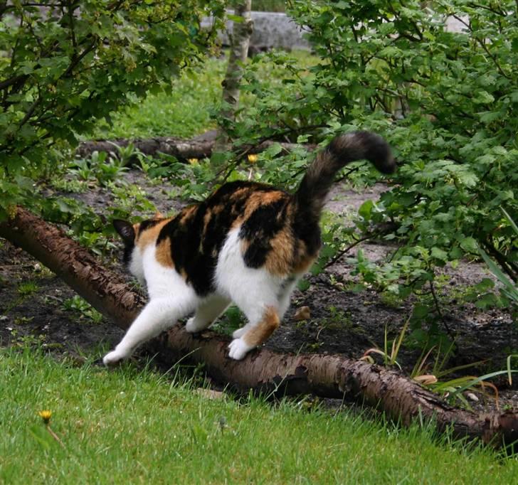 Huskat Angela billede 3