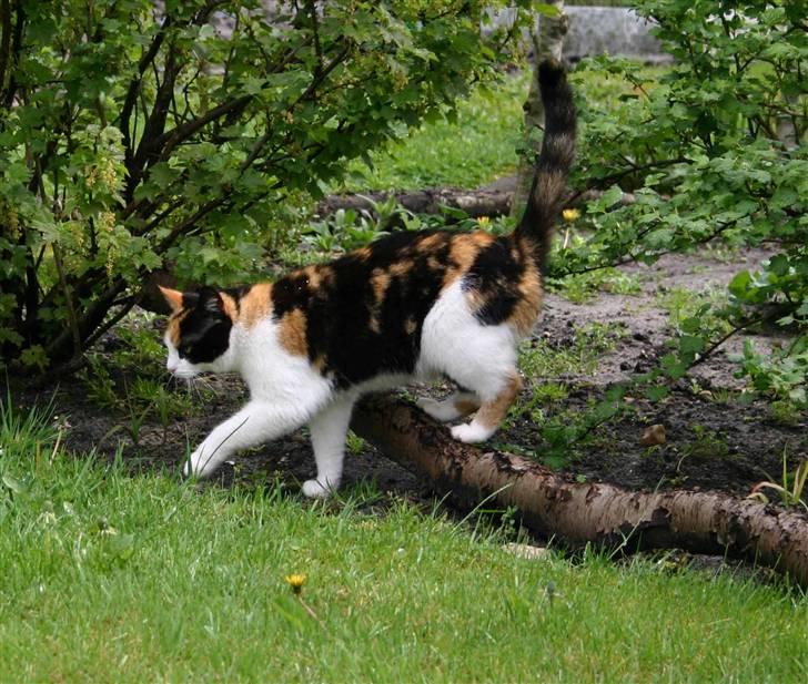 Huskat Angela billede 4