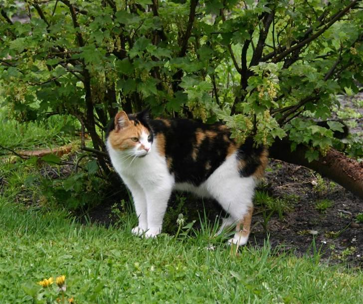 Huskat Angela billede 5