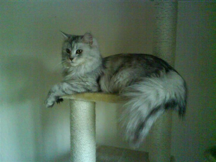 Maine Coon Misya billede 4