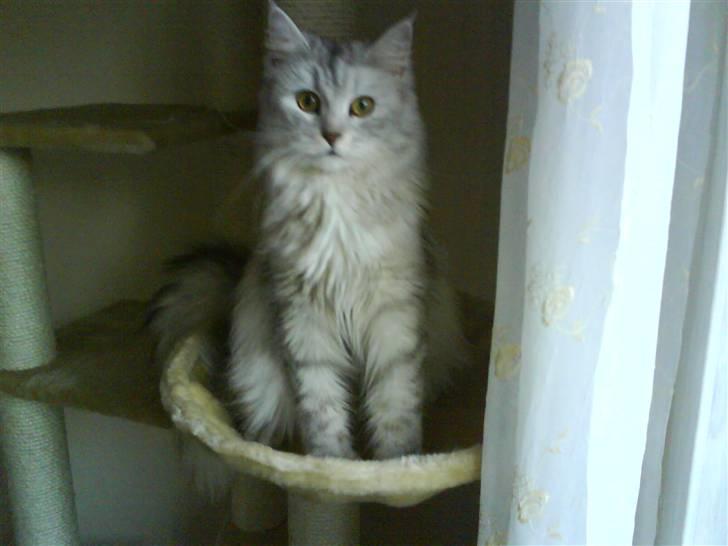 Maine Coon Misya billede 6