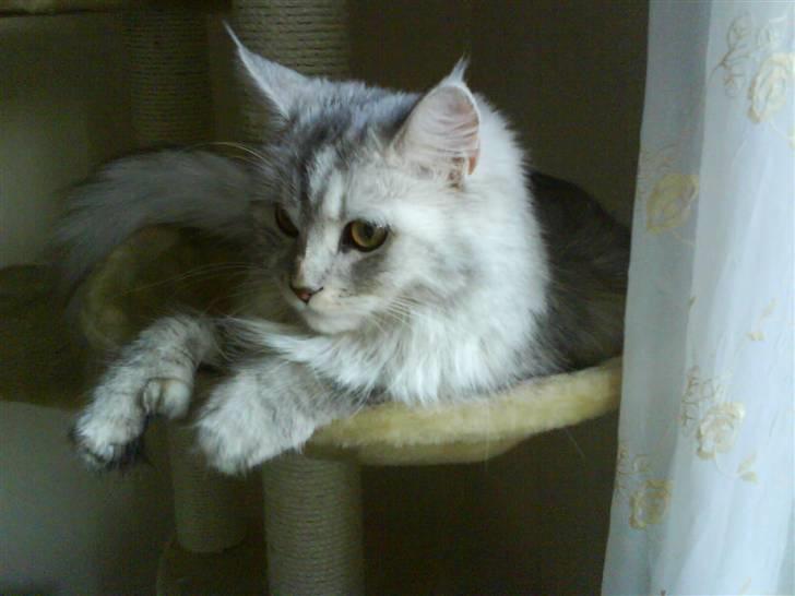 Maine Coon Misya billede 7