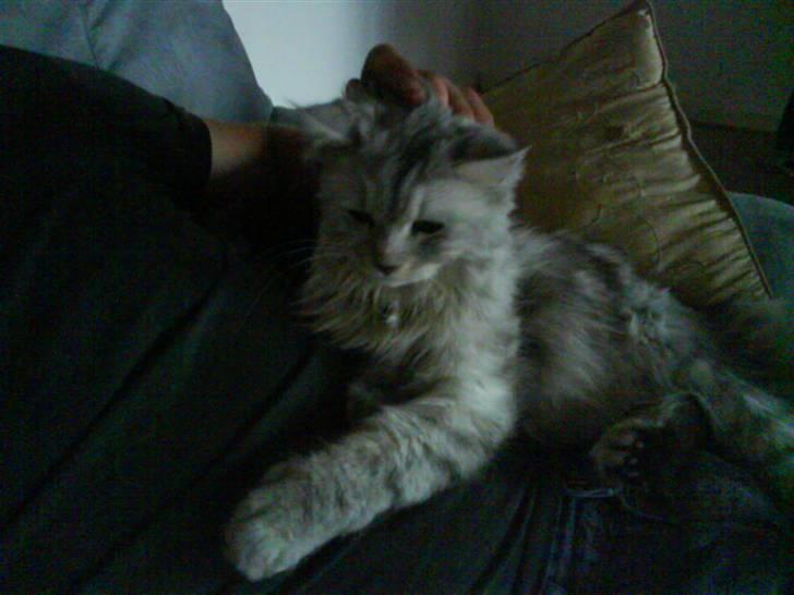 Maine Coon Misya billede 9