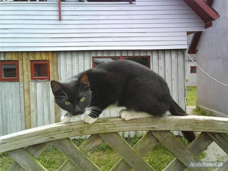 Huskat VRCL's Gucci Gerda billede 1