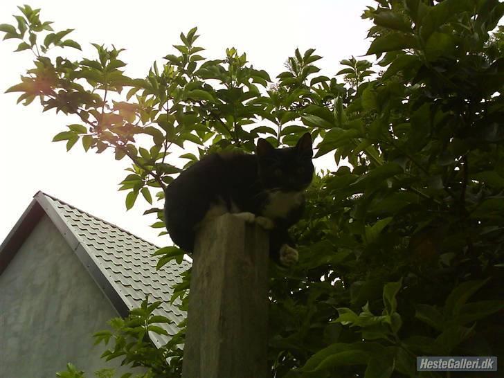 Huskat VRCL's Gucci Gerda billede 2