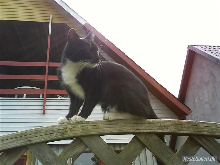 Huskat VRCL's Gucci Gerda billede 3