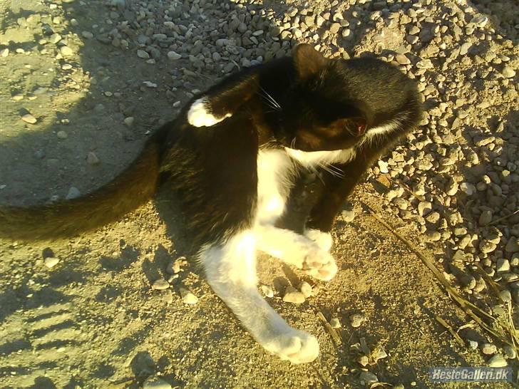 Huskat VRCL's Gucci Gerda billede 4