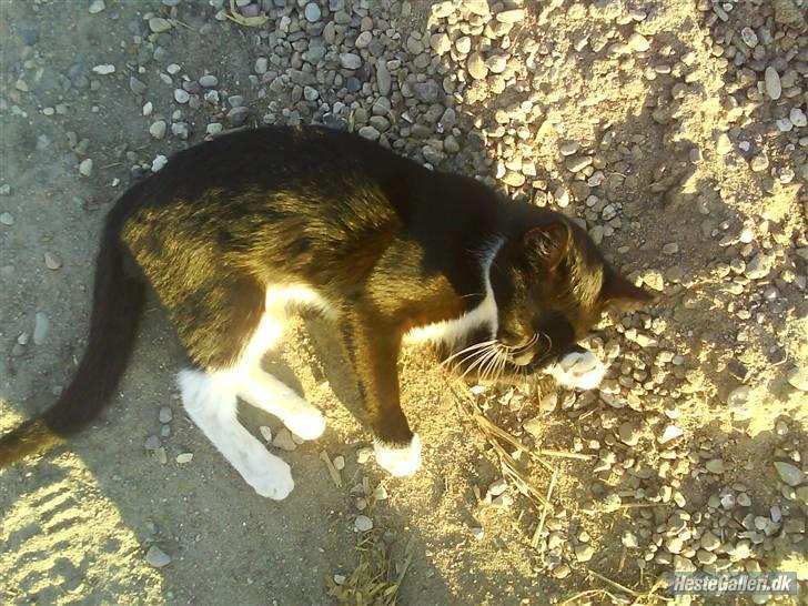 Huskat VRCL's Gucci Gerda billede 5