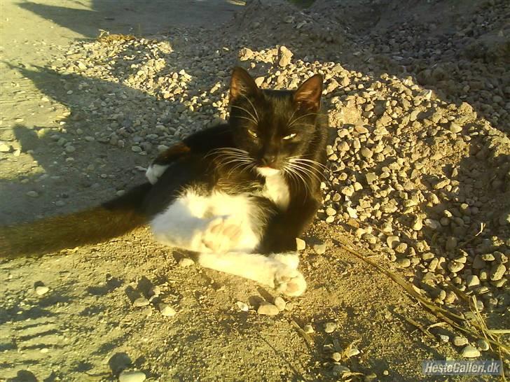 Huskat VRCL's Gucci Gerda billede 6