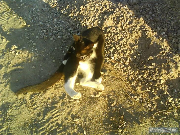 Huskat VRCL's Gucci Gerda billede 7