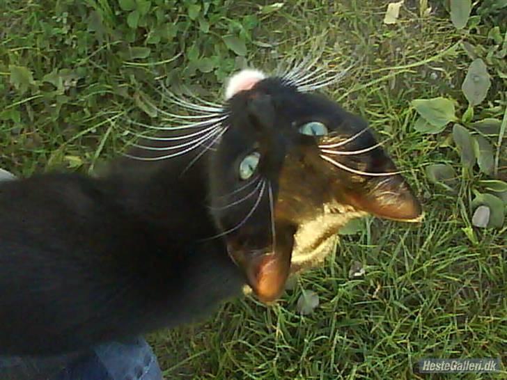 Huskat VRCL's Gucci Gerda billede 8