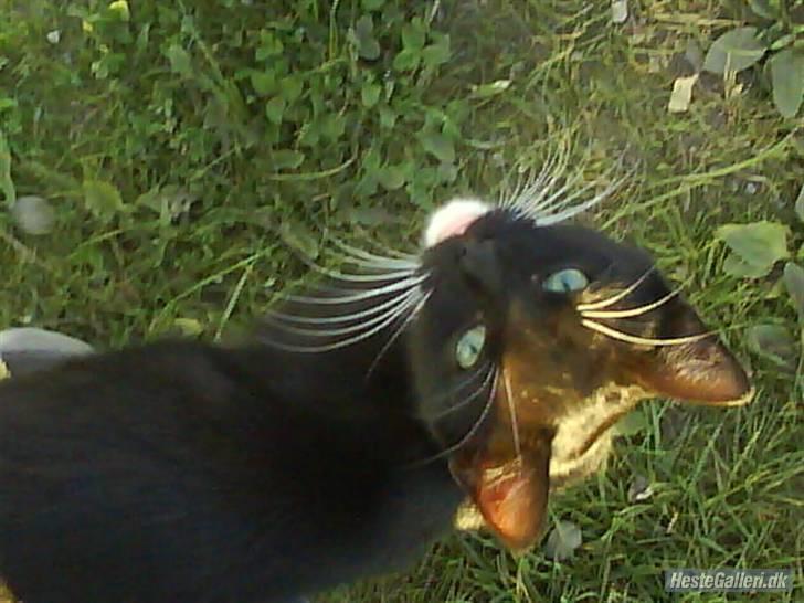 Huskat VRCL's Gucci Gerda billede 9