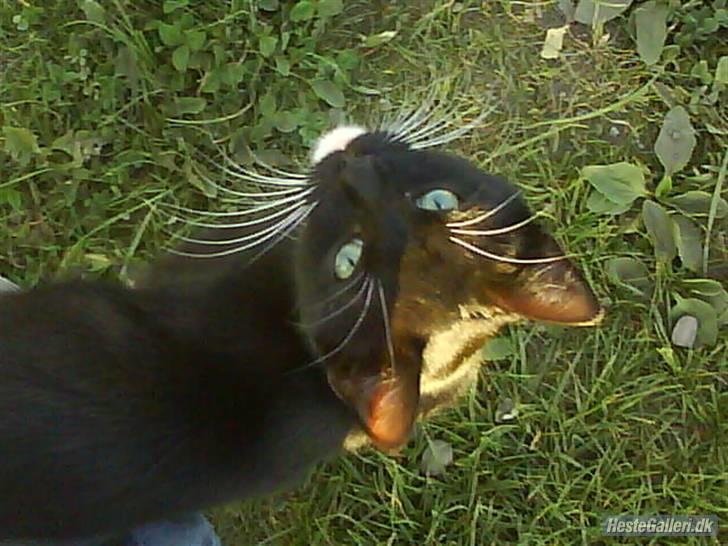 Huskat VRCL's Gucci Gerda billede 10